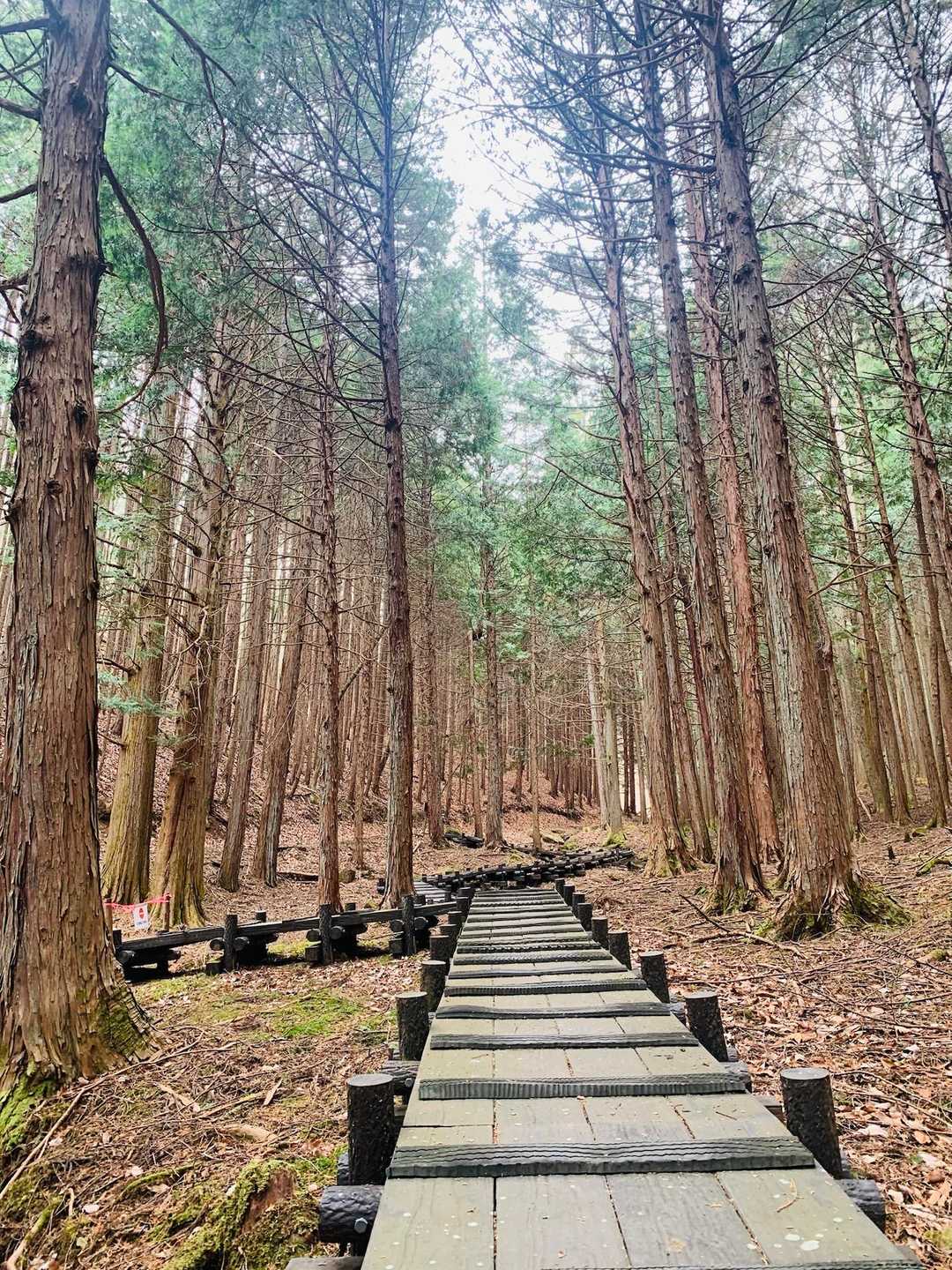 小倉山 往復コースの写真