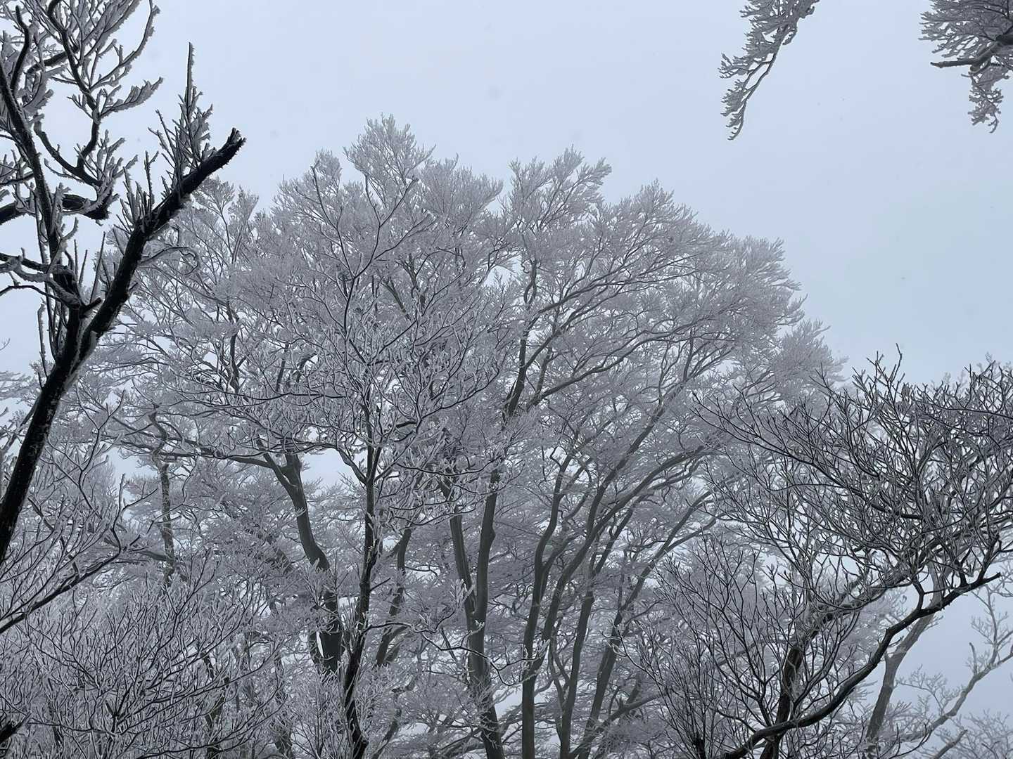 霧氷の花