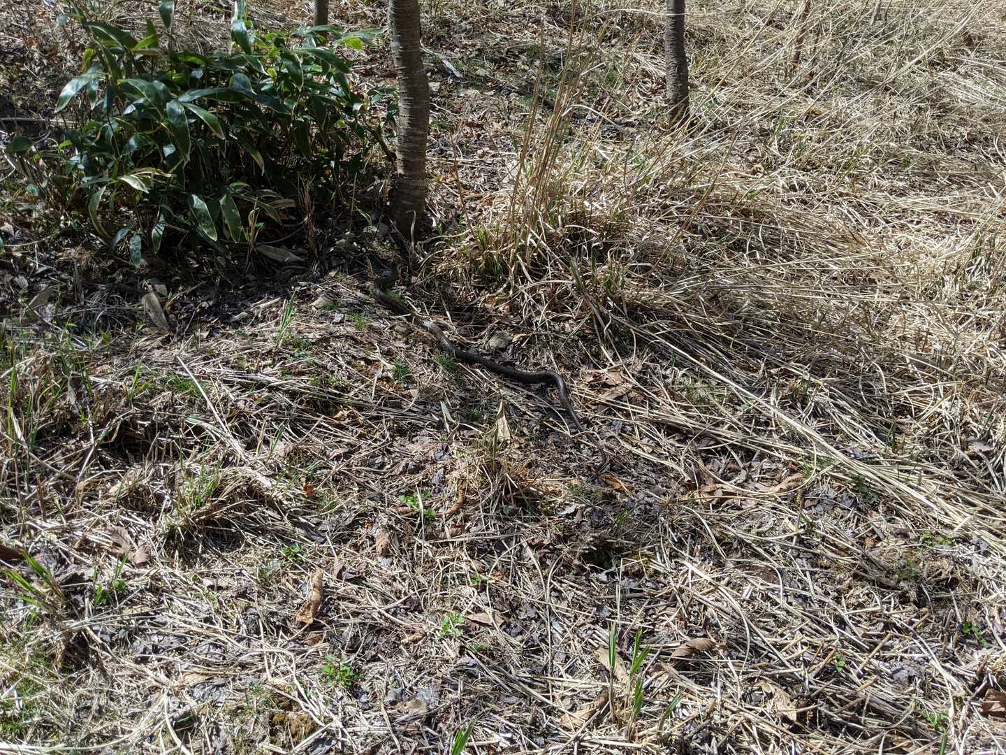 今日も出会ったね〰️🐍