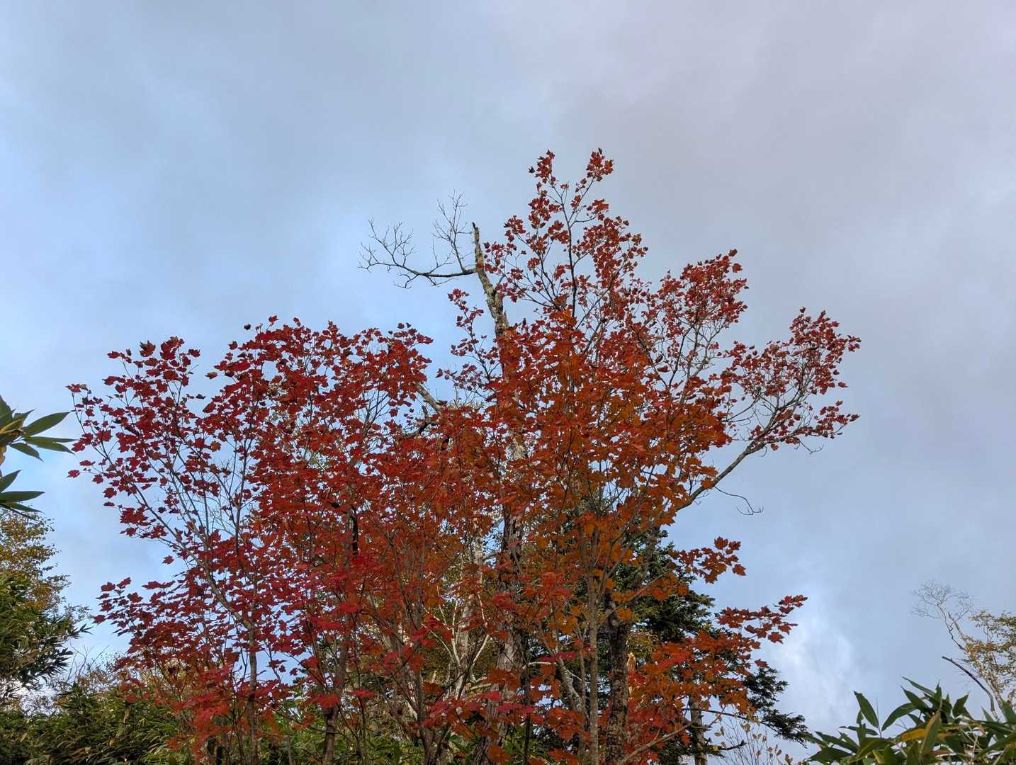 紅葉を楽しみ