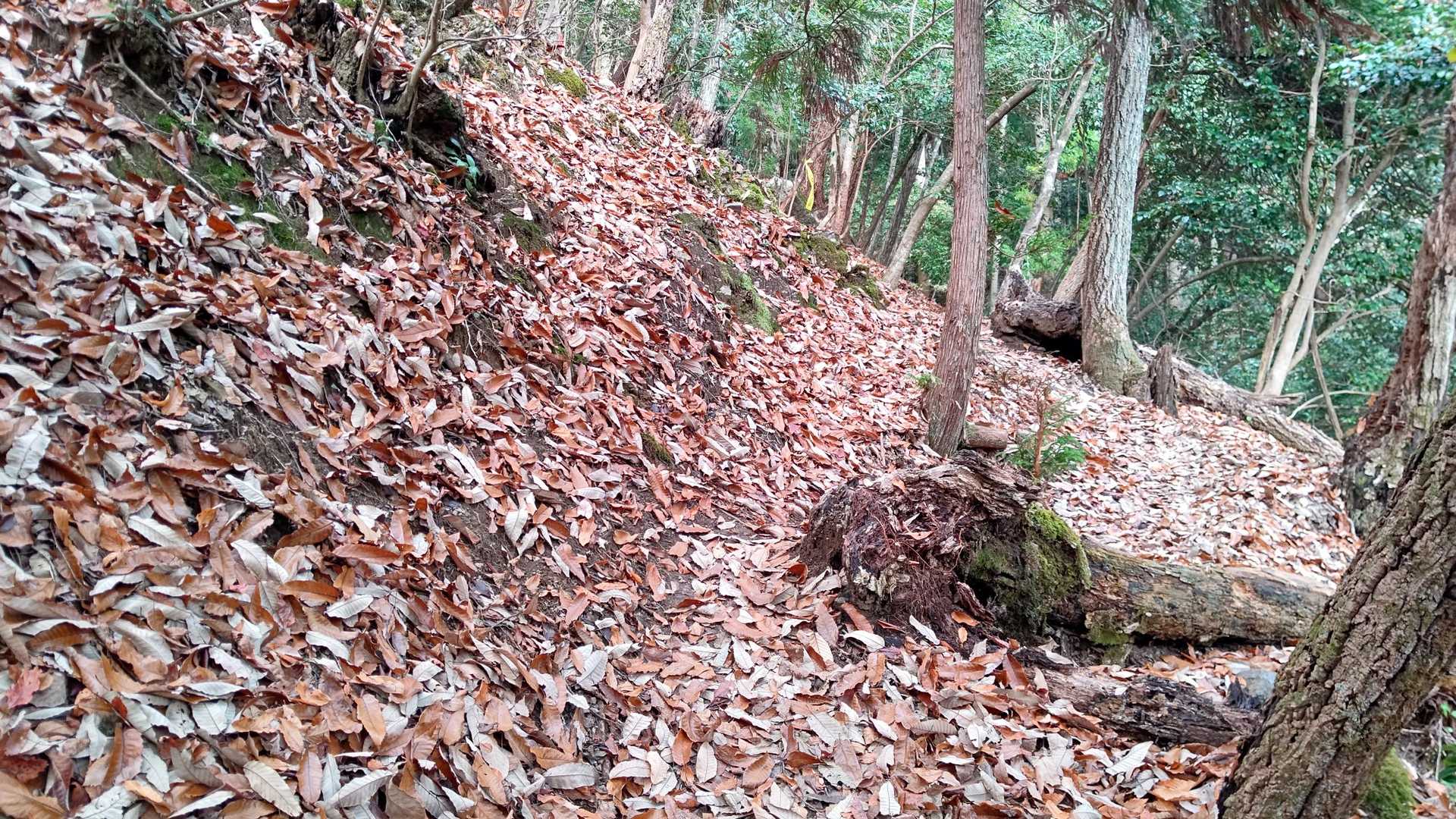 夜泣峠-向山-ポイント 縦走コースの写真