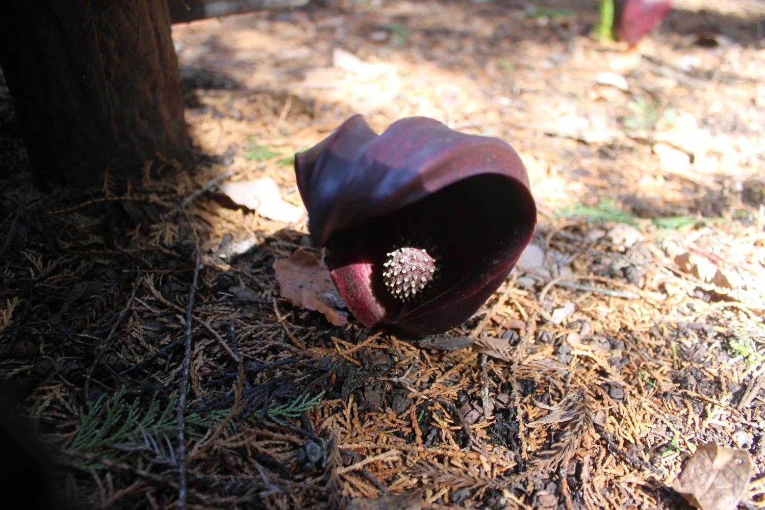 ザゼン草