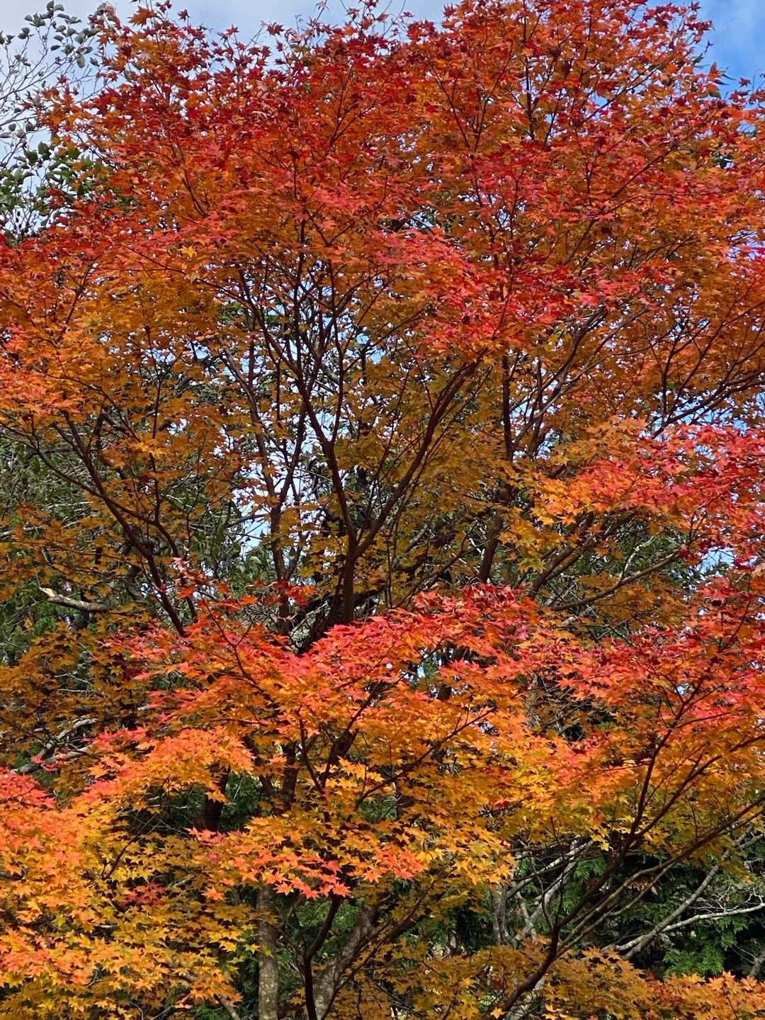 菩提峠-三ノ塔 往復コースの写真