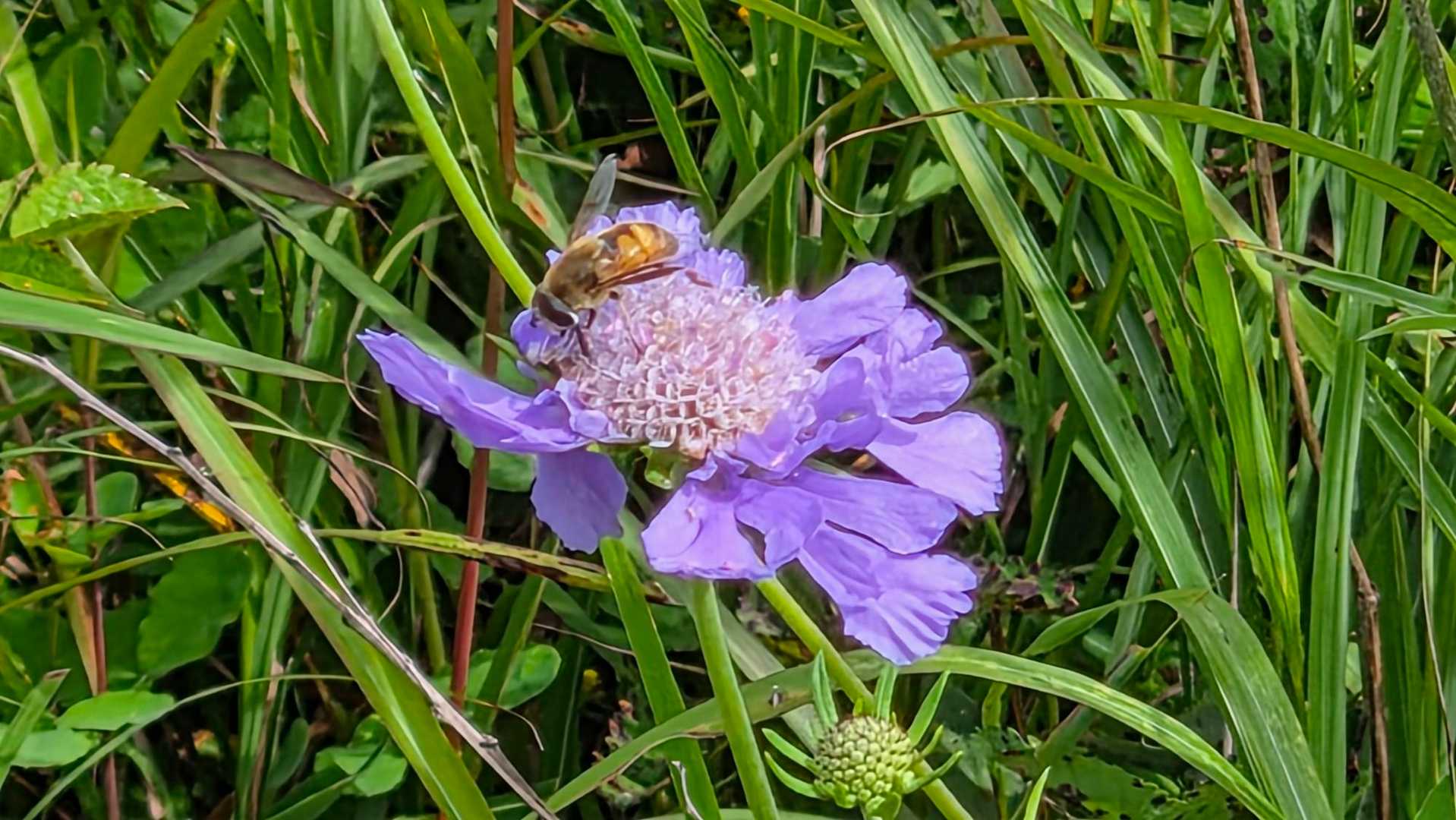 🐝マツムシソウ