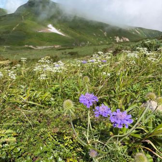 何かしらの花