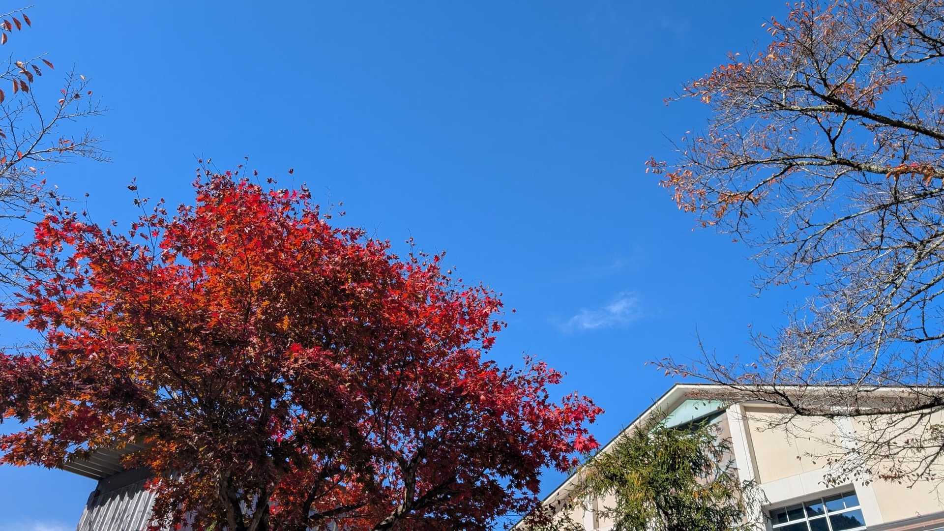 駐車場まで戻ってきました
校庭のモミジが綺麗でした🍁