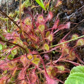 なんか池塘の周りに赤いのがあると思ったらモウセンゴケだったり
木道ギリギリまで近付いてる場所でないと綺麗に撮れない