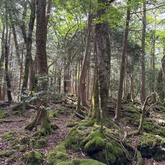 苔むした溶岩と、力強く根を張る木々🌳
どこを見ても不思議な景色。
青木ヶ原樹海ならではの世界が広がっています🌿✨」