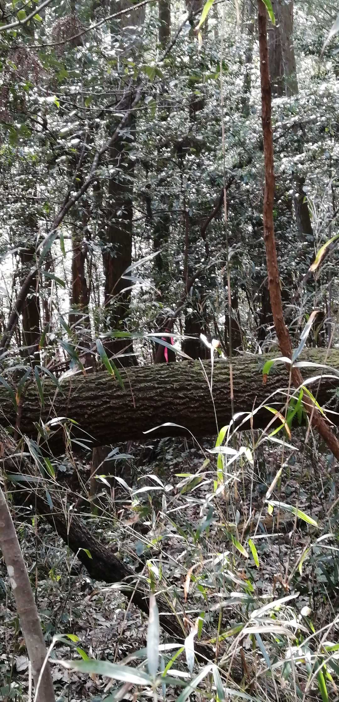 あんなとこにピンクテープ発見