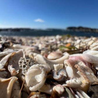 こんなの撮ってみたりシリーズ①
（貝殻だけにガラにもないシリーズ）