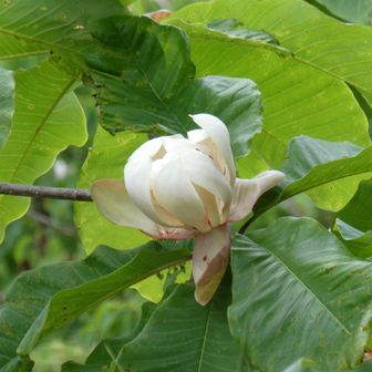 帰りに気づいたホウノキの花、大きくて香り高い
下山時、花センサー作動し、登りには見なかった花をいくつも発見👀