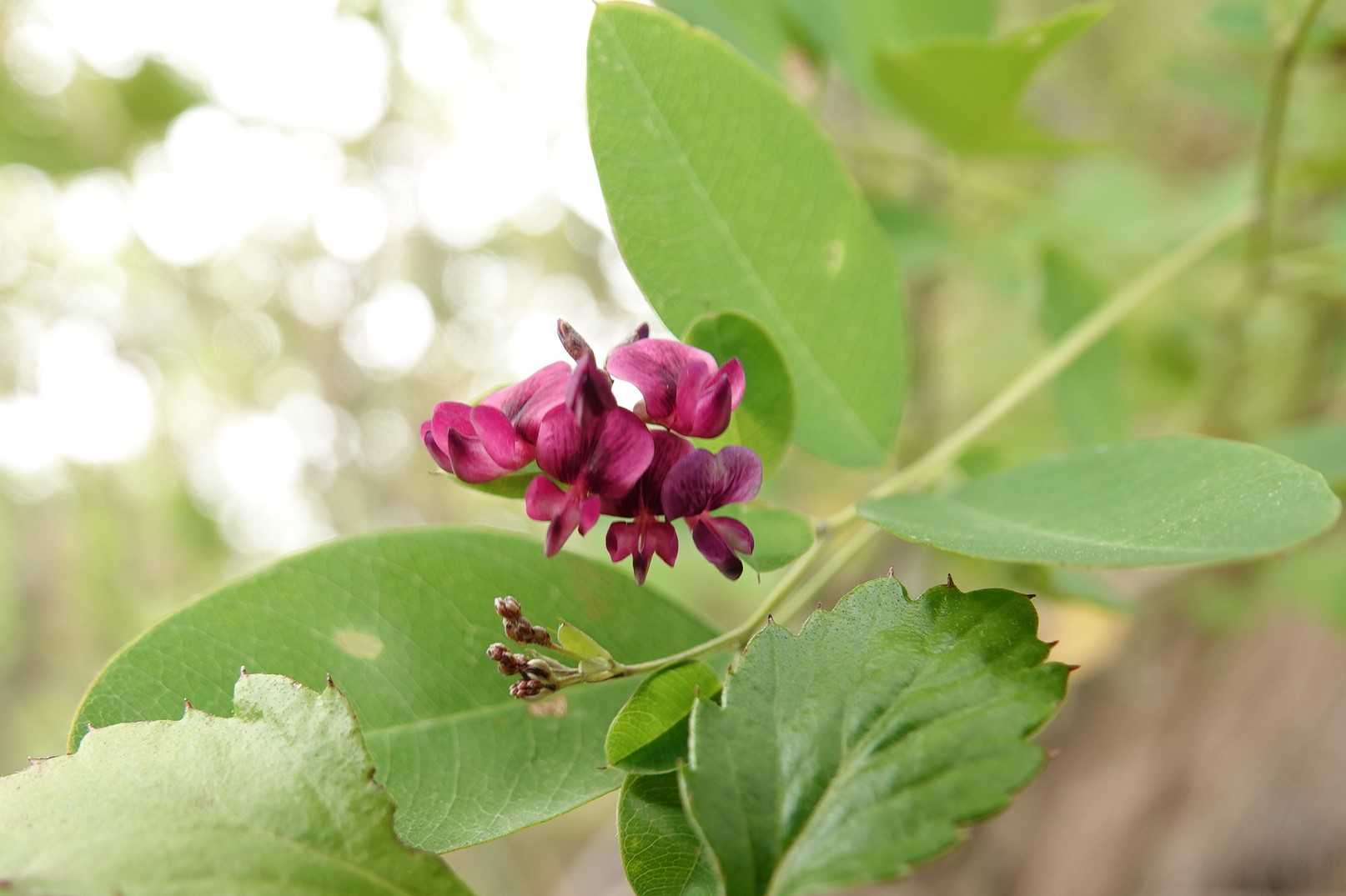 いやしかし、花に気がとられる😬　花が目に入ったらまず足下確認