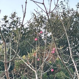 　　まゆみの木　開花