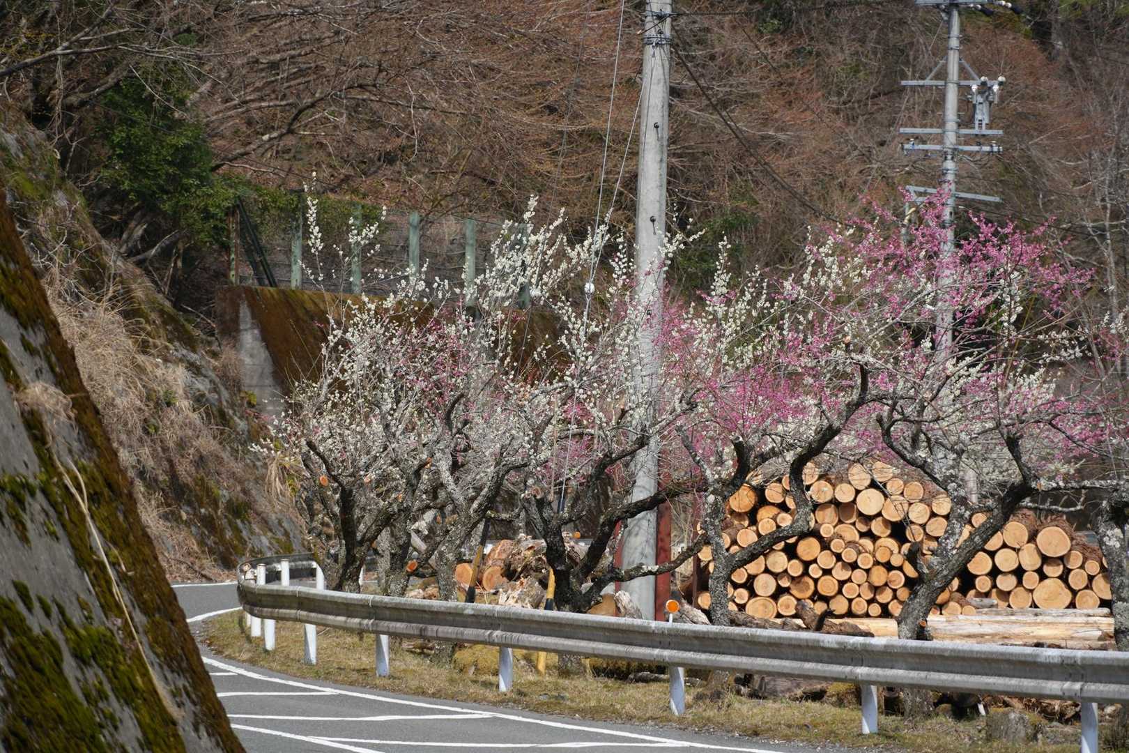 二王山 往復コースの写真