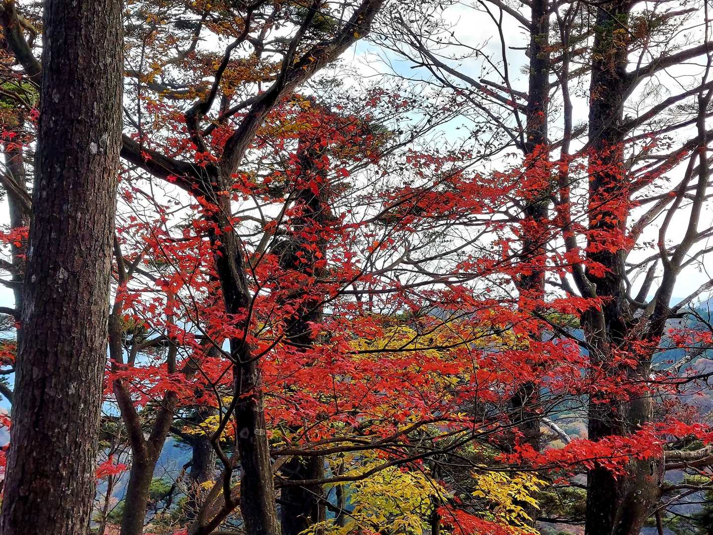 御岳山駅-天狗の腰掛け杉 往復コースの写真