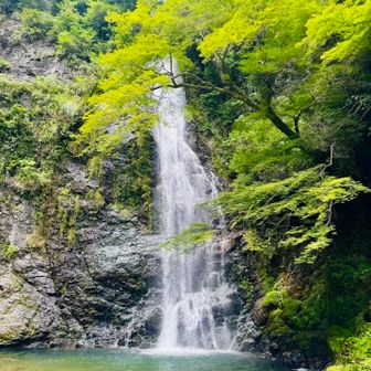 箕面の滝、水量多し