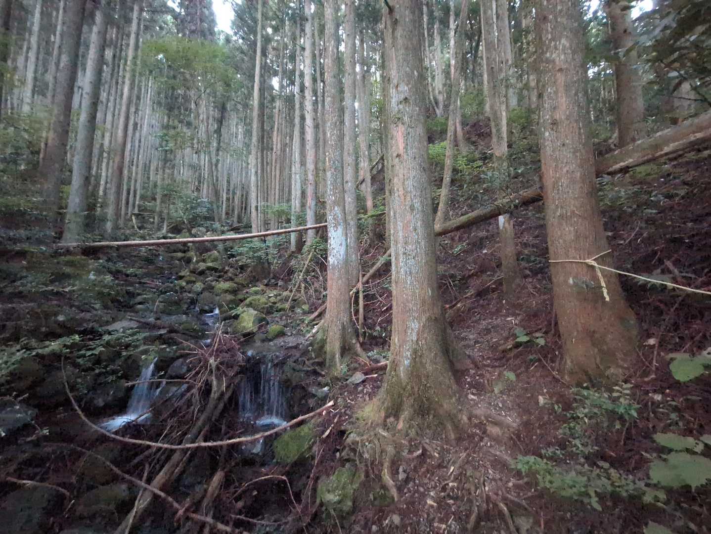 直進して沢を渡渉するのが正解です。