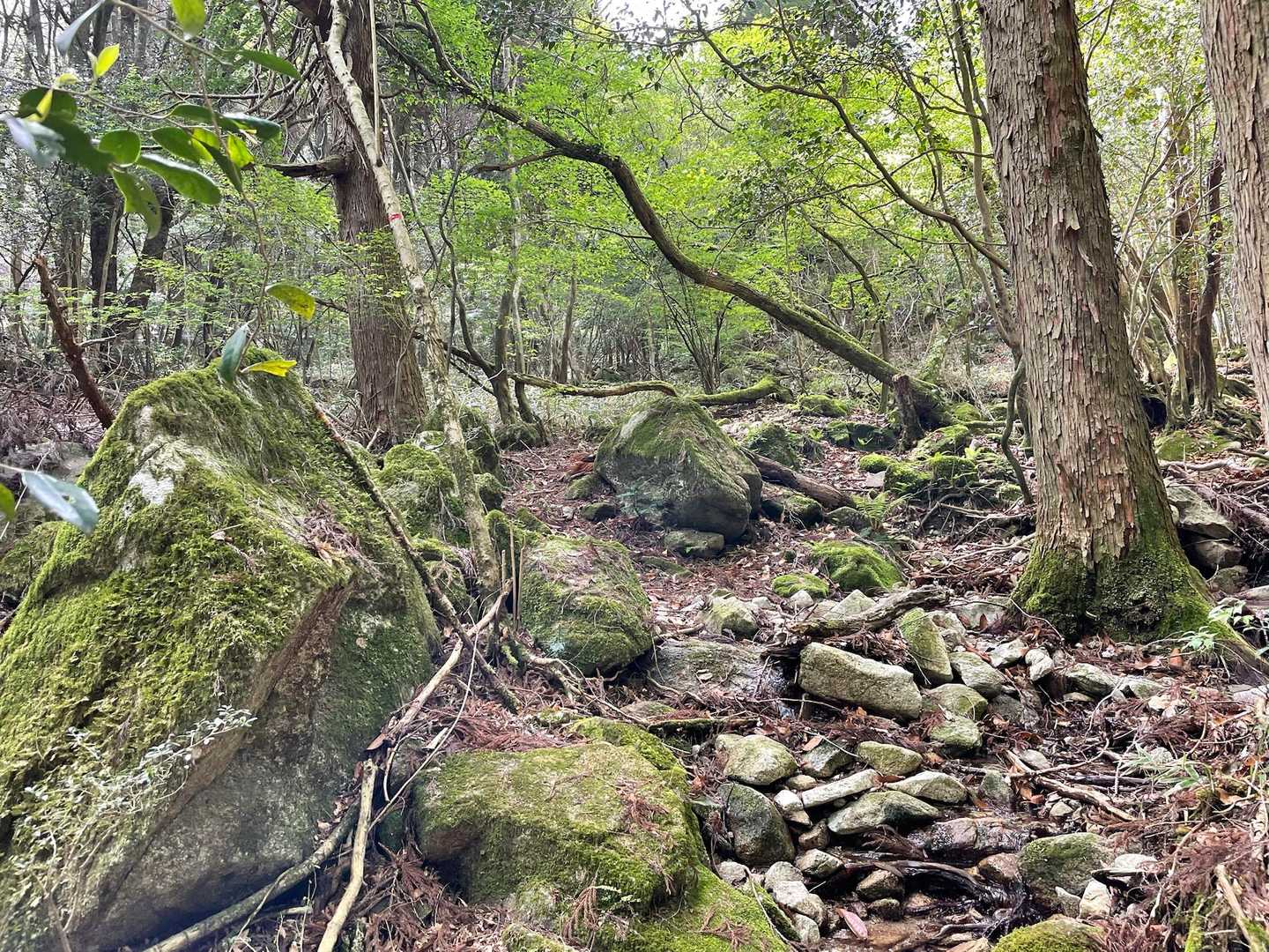 脊振山-矢筈峠 周回コースの写真