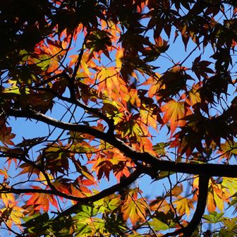 季節🍁は着実に少しずつ進んでいる…

最後までご覧くださりありがとうございました🙇