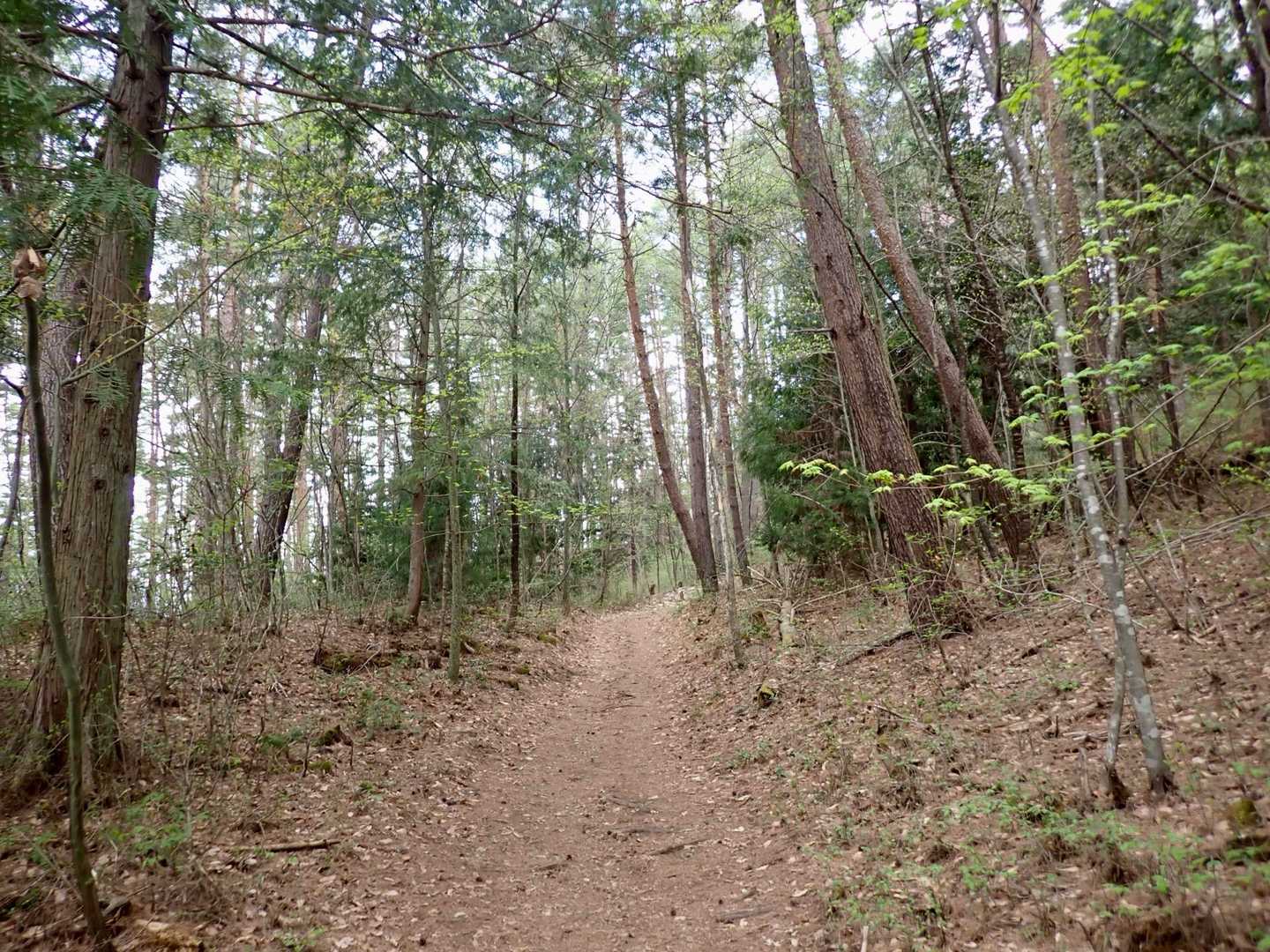 こんな感じのゆるい登山道