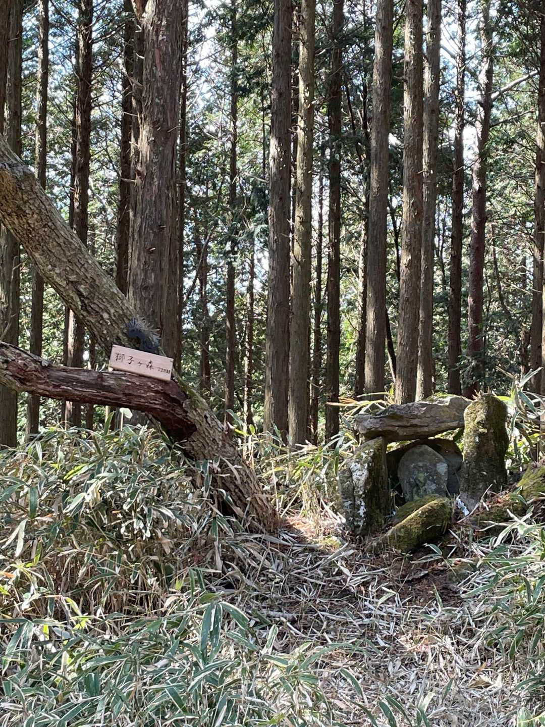 獅子ケ森🌳頂上　眺望無し