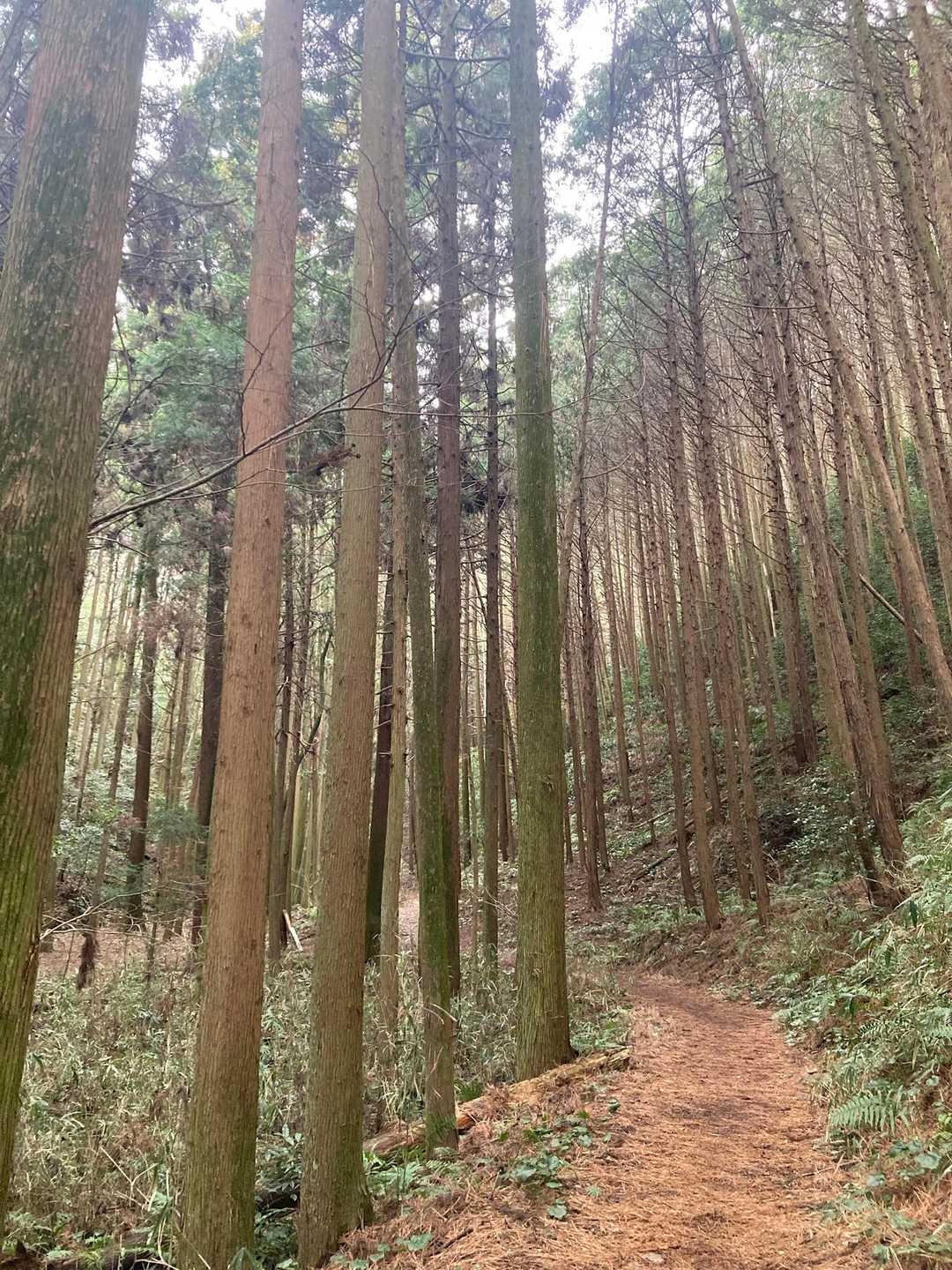 左に大きな池があります
ゆるやかな道だ　らくちん🎵