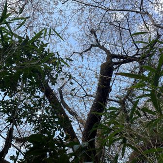 今日のラストピーク。愛宕山。山頂には桜の樹🌸

ここのサクラは咲いていてよかった😄

ここから舗装路を歩いて、マイカーを停めたあじさい山公園駐車場に戻ります。

今日は、越生の山を満喫。いい山登りが出来ました。無事に下山出来た事に感謝です🙏