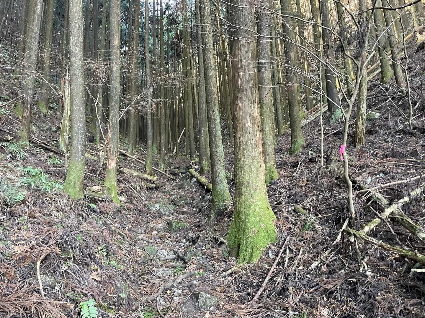 ここから稜線まで真っ直ぐ進みます