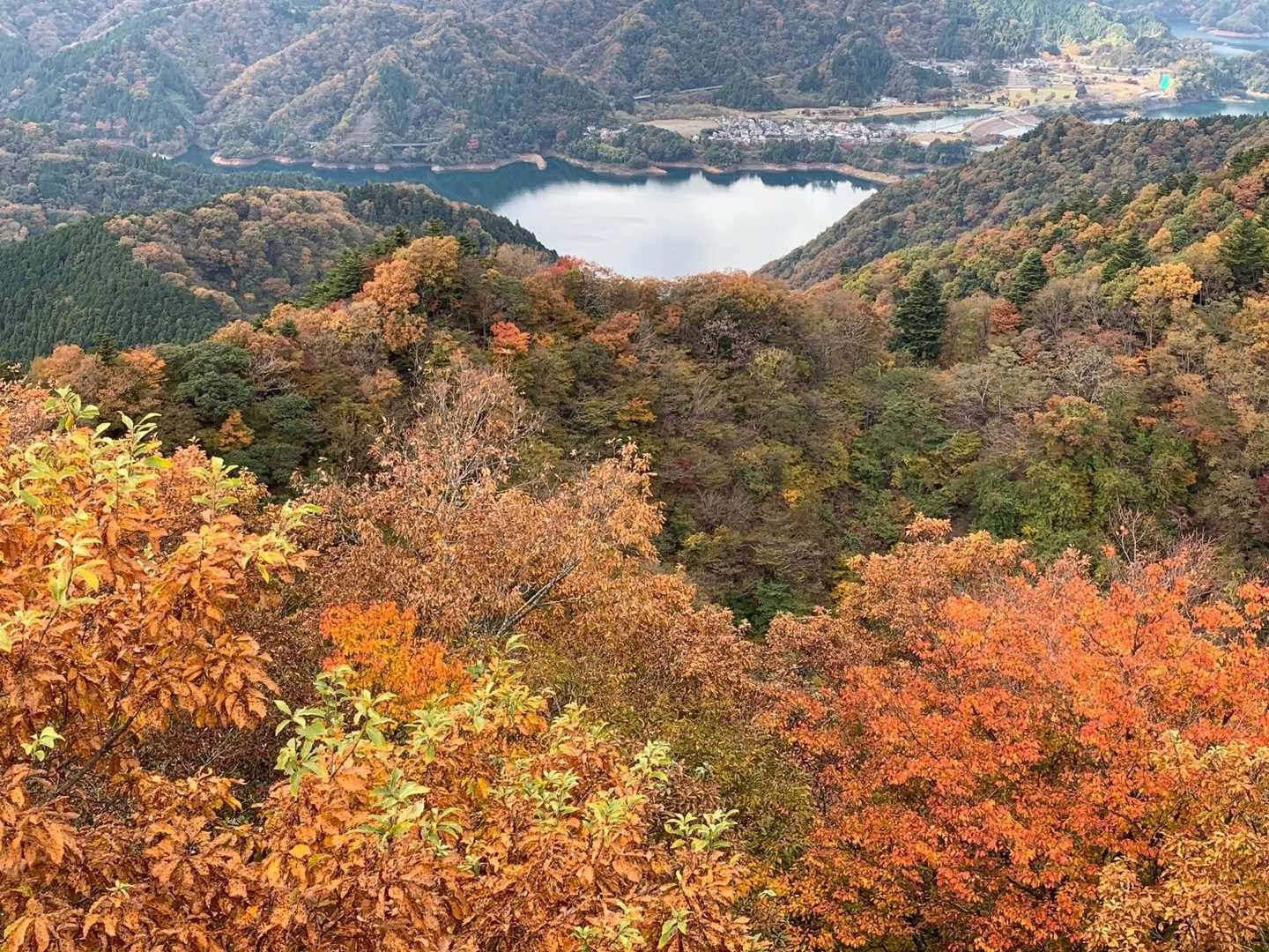 燃える紅葉🍁