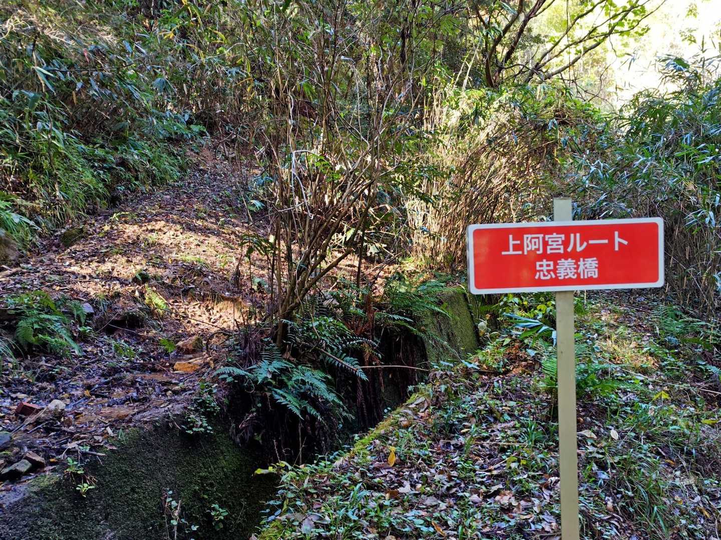 城平山 周回コースの写真