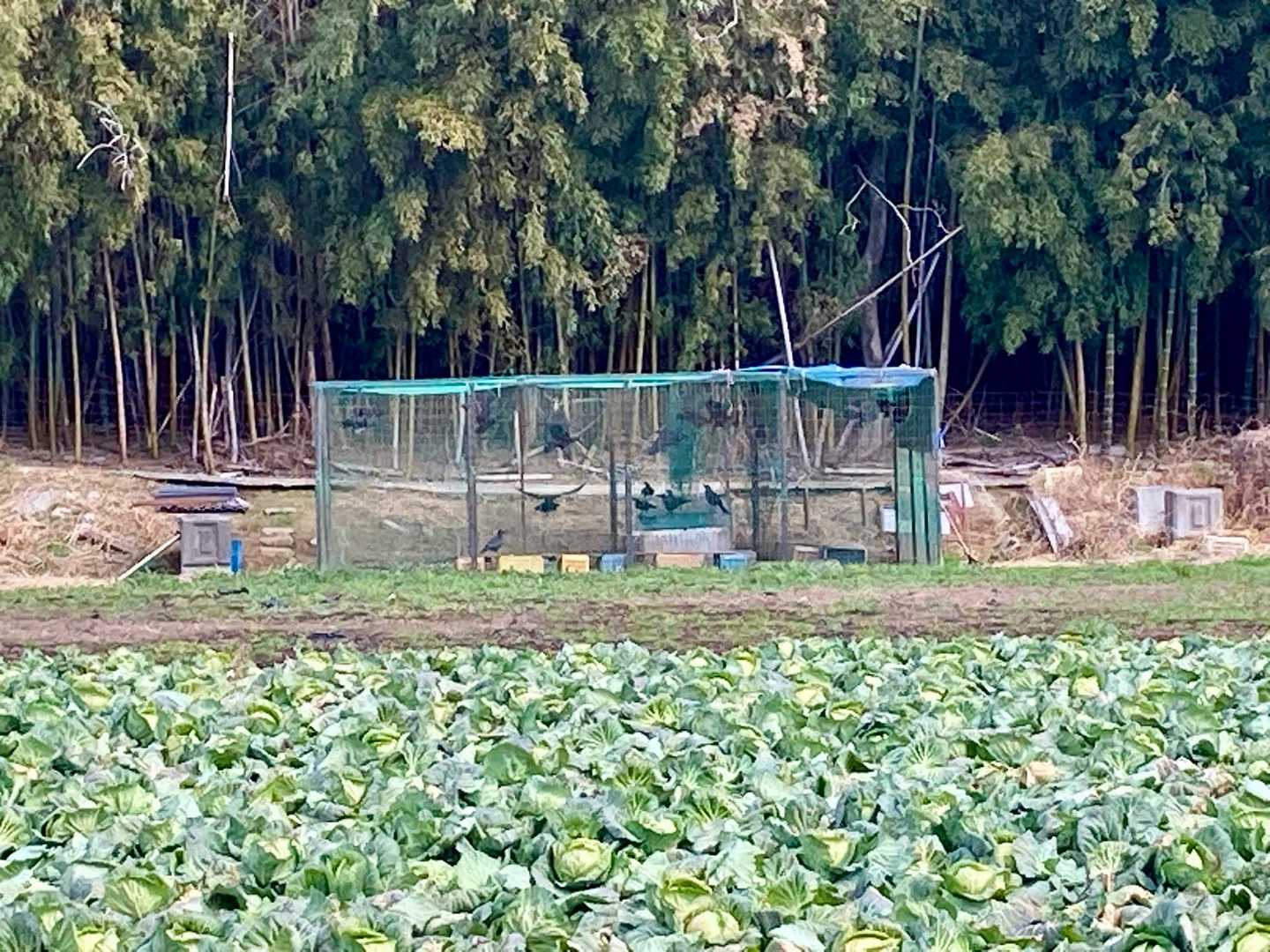 おや⁈
どう見てもカラス🐦‍⬛なんだけど…😳
えっ、飼ってる⁈捕獲⁈…謎