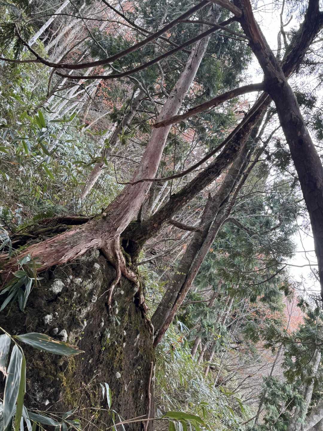 岩にへばりつく木
勾配も増してきた感じ。