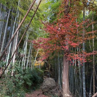 この前はまだ紅葉...