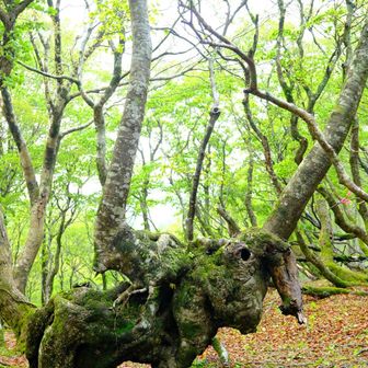 目に鮮やか🌿ブナの新緑 三十三間山~大日尾根 / かなやんの登山データ