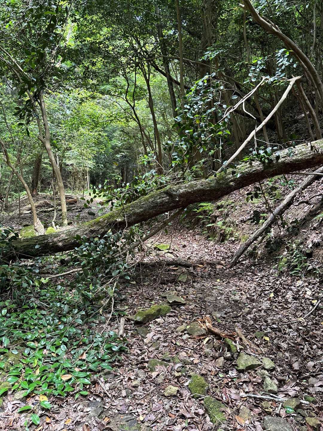 百丈岩 往復コースの写真