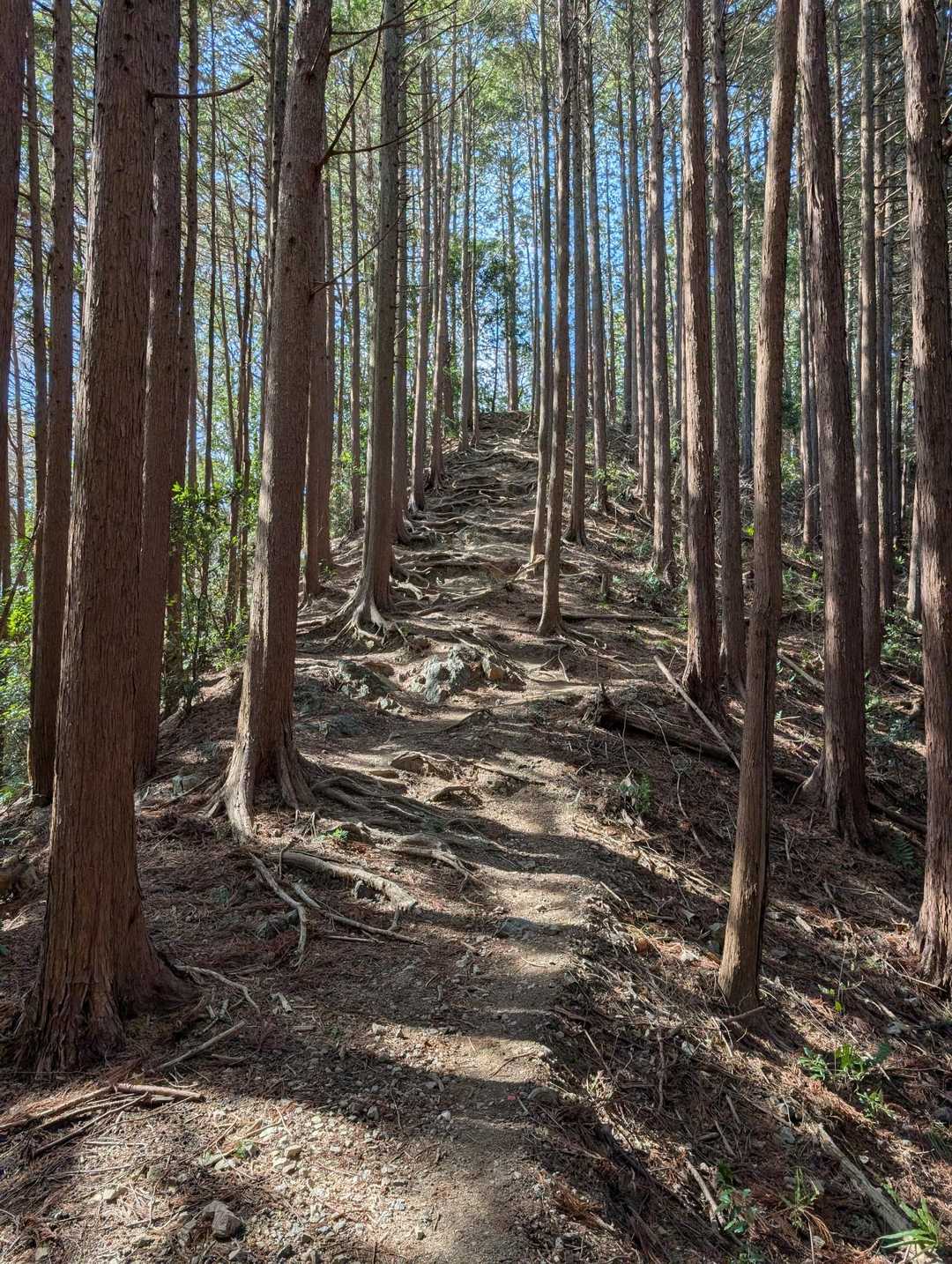 次は大高山目指して歩きます。こちらも結構な登りです。🥾木々と真っすぐな道が良い景色です。😀