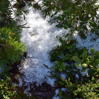 稜線はハイマツや灌木が茂っているのでここ数日に枝に付いた雪が落ち大量のかき氷状態で積まさったまま残っていた ─── 下に寝笹があったりするとコレが滑る！