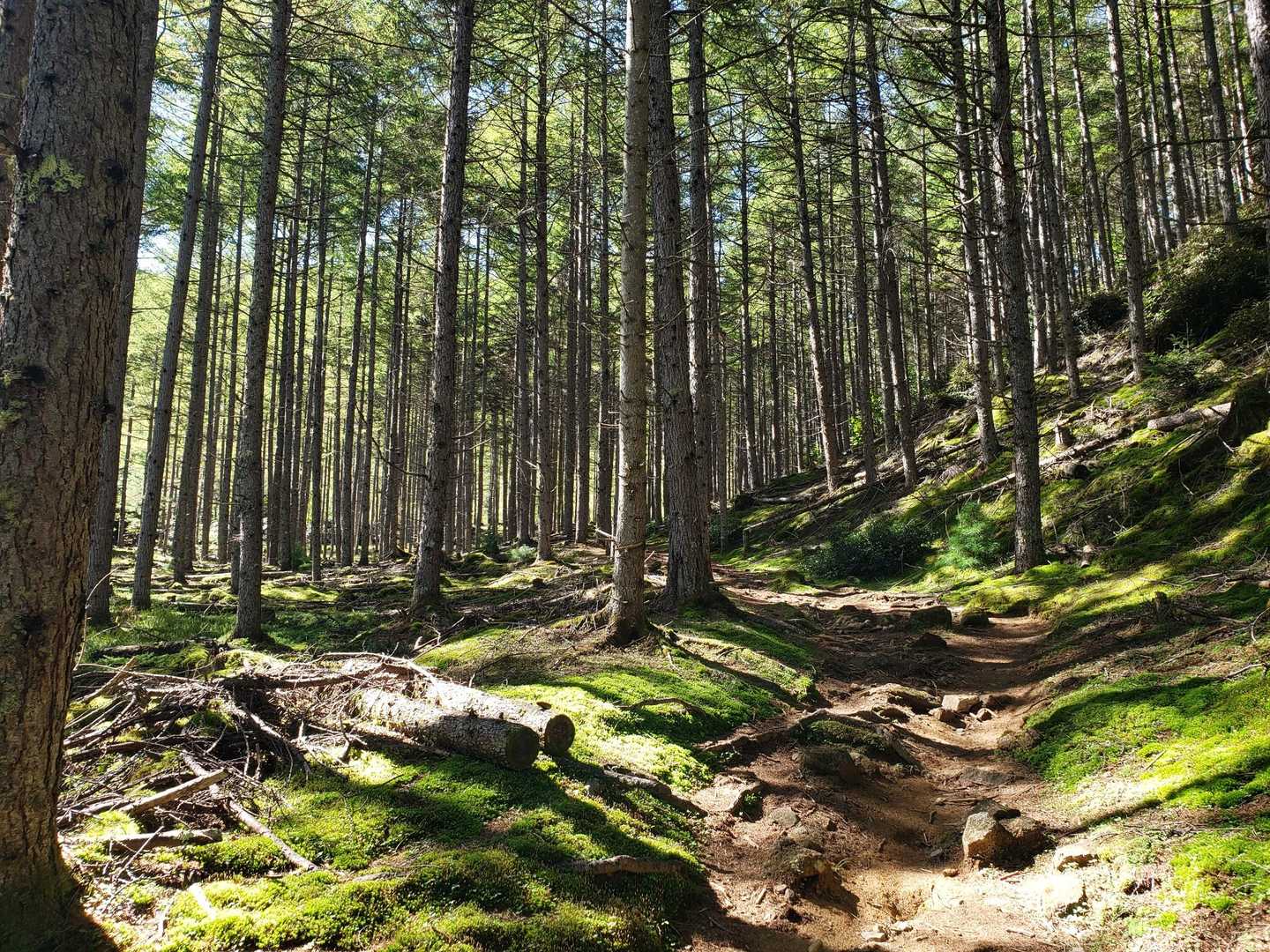 とっても気持ちのいい登山道