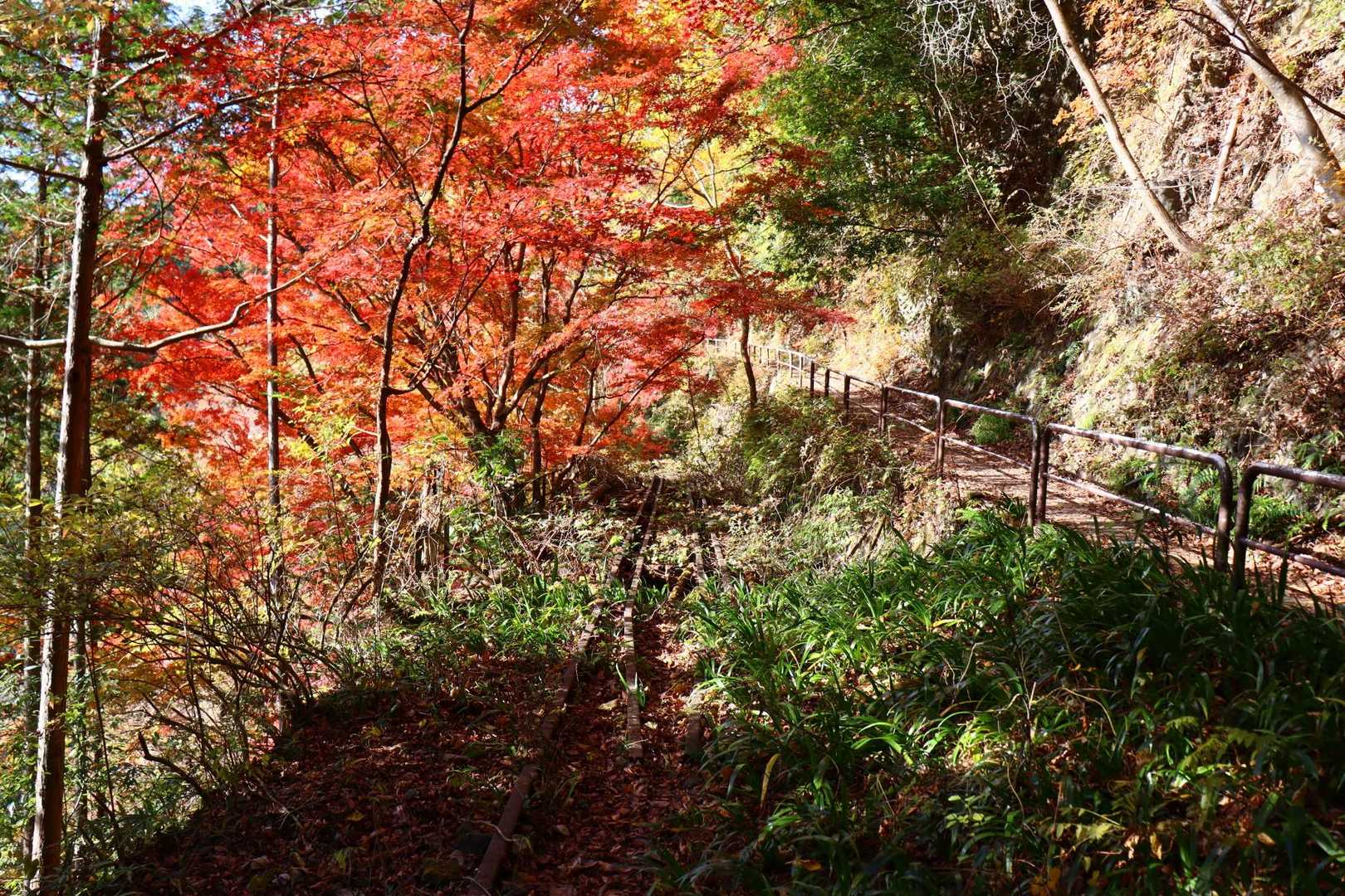 廃線と紅葉。
