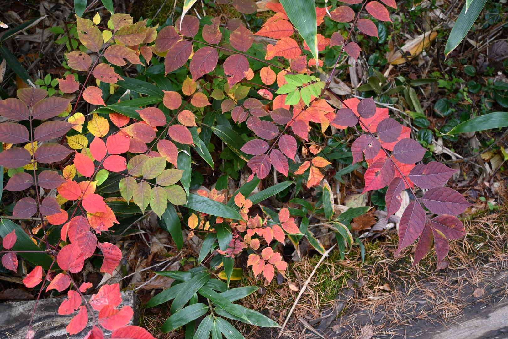 🌿紅葉🍁のコントラストが美しい🎵