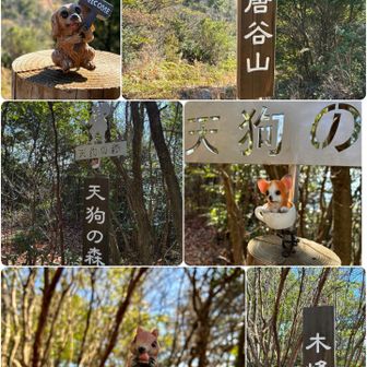 金見山に行くまでの標識と可愛い動物達😺
癒されます♪