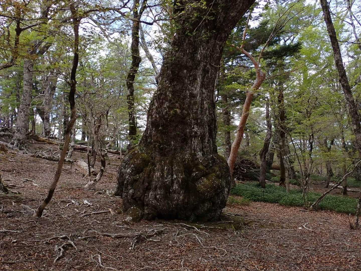山行になるので足を延ばして、