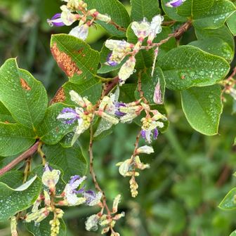 高宕山山頂手前の祠の脇にハギと思われる花が咲いていました。
