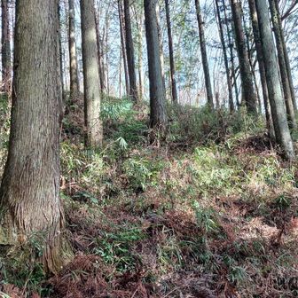 おお！やっぱ山！