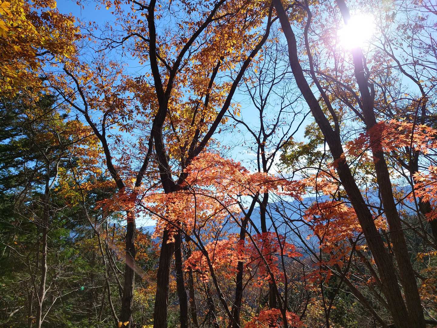 釜の沢五峰登山口-布沢峠-竜神山-兎岩登山口 周回コースの写真