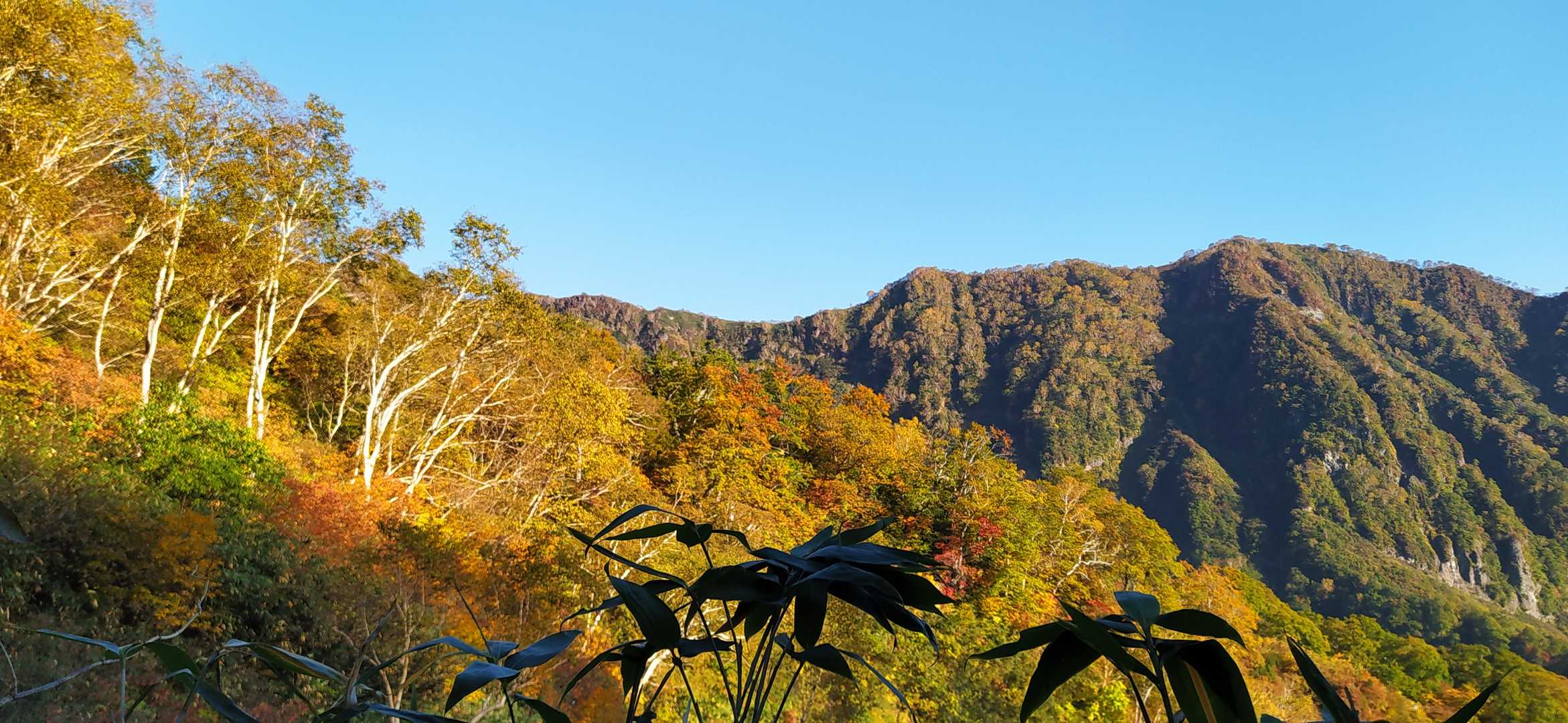 紅葉が美しい。