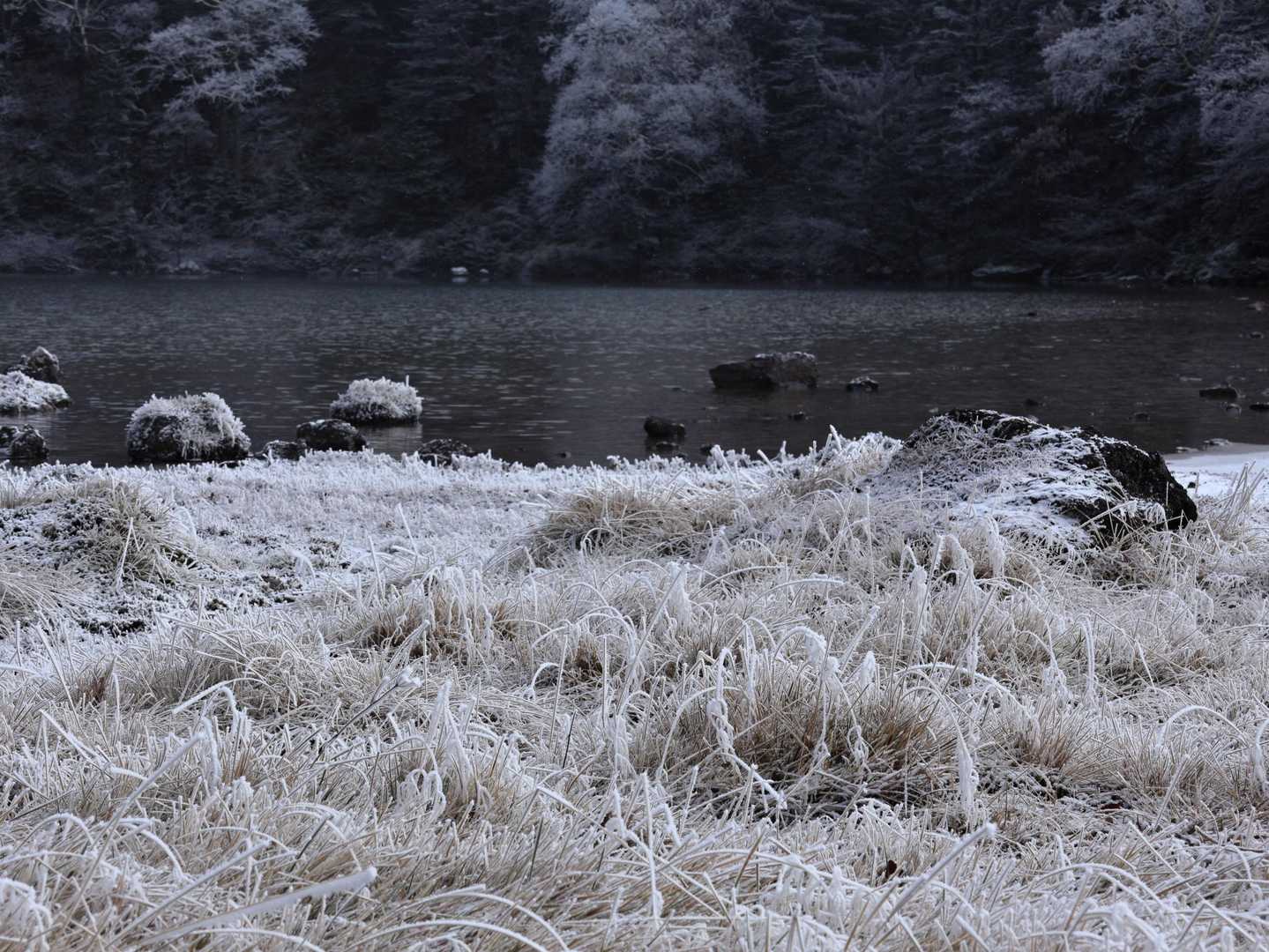 草の先までびっしり白くなっている。こんな景色は初めて😲