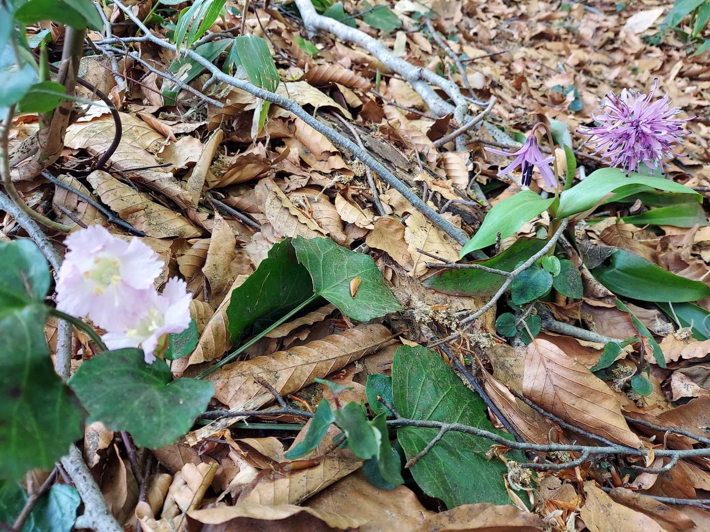 春の花が並んでました😃
イワウチワ、カタクリ、ショウジョウバカマ😃