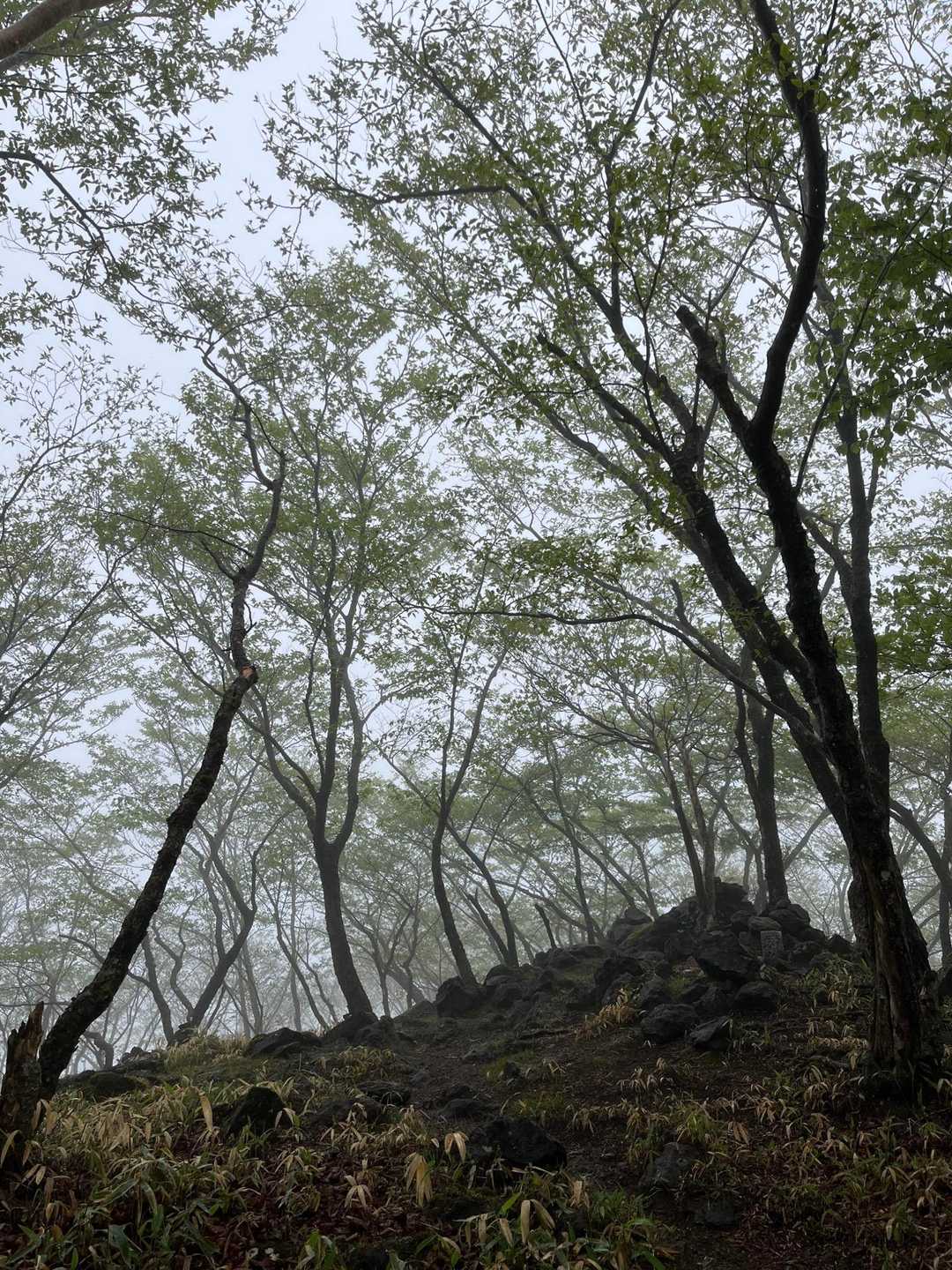 前袈裟丸山 往復コースの写真