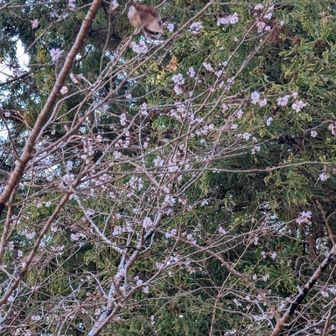 寒桜咲いてました